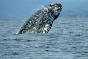 IMG-20260713-WA0147