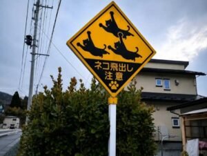 IMG-20260801-WA0058