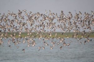 IMG-20260818-WA0002